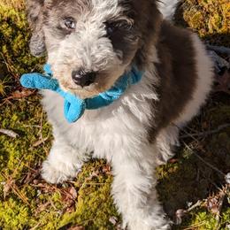 "Blue Bear with his grey/brown and cream coat & hazel eyes with ice blue streaks. " Double Doodle Puppies from Breedlove Mtn Doodles
