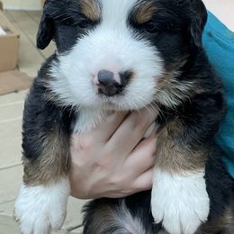 Baobab - Black rust and white male Bernese Mountain Dog puppy in Fountain, North Carolina from Stargirl Bernese Mountain Dogs