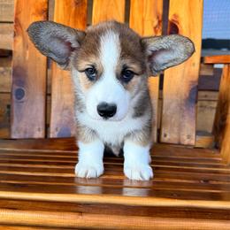 Bear - Sable male Pembroke Welsh Corgi puppy in El Dorado Springs, Missouri from Trixie Dixie