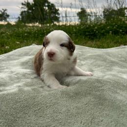 Top Draft Miss Sonic Happy Hour - Red tri-color female Australian Shepherd puppy in Washington, Oklahoma from Top Draft Genetics