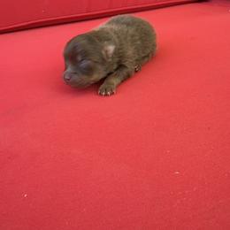 Mars - Chocolate male Pomeranian puppy in Texas from D&C Pomeranians