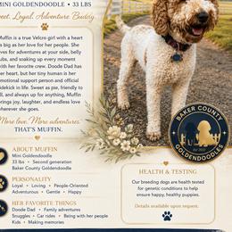 Muffin - Goldendoodle