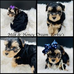 Yorkshire Terrier puppies from MILK & HONEY 3:13 DREAM YORKIES LLC