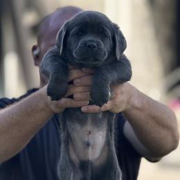 Cane Corso Puppies from Corso Empire