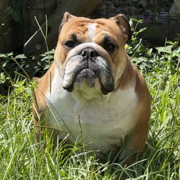 Joleen - Bulldog