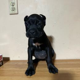 Freya - Black female Cane Corso puppy in Houston, Texas from Mortaio Cane Corso