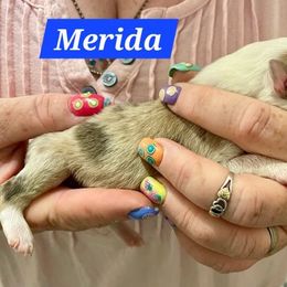 Merida - Sable merle and white female Shetland Sheepdog puppy in Kaycee, Wyoming from Heavenly Shelties