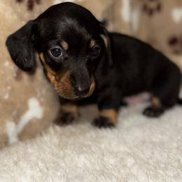 AKC Luther - Black and tan male Dachshund puppy in Indiana from Dani’s Darling Doxies