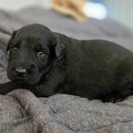 Female 5 - Black female Giant Schnauzer puppy in Mcneal, Arizona from Olympian Giant Schnauzers and Westie’s!