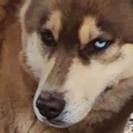 Chaos - Siberian Husky
