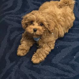 Maltipoo All Grown Up from Minipaws kennel
