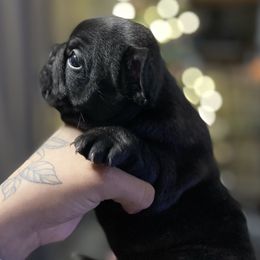French Bulldog Puppies from Frenchie Babies