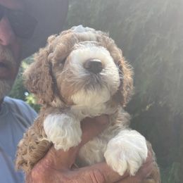 Kermit - Fawn and white male Sheepadoodle puppy in Buford, Georgia from Guppy Puppies