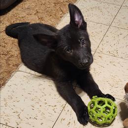 Jacob - Black seal male German Shepherd puppy in Montalba, Texas from LM German Shepherd Dogs