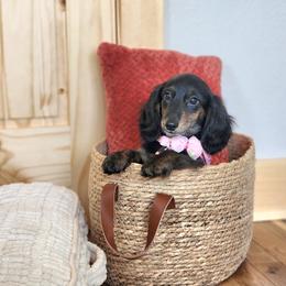 AKC Meet Sylvia :) - Black and tan female Dachshund puppy in Centerville, Iowa from Barnyard Dachshunds, Dals & Doodles