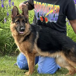 Ace - German Shepherd