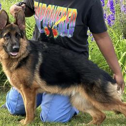 Ace - German Shepherd