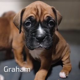 Boxer Puppies from Barney Boxers