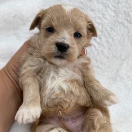 Romeo - Apricot male Maltipoo puppy in Turlock, California from 209PuppiesCaliforniaMaltipoo