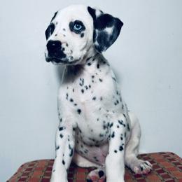 Dalmatian Puppies from Spotted Jewels Dalmatians