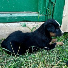 Garnet - Black tri male Miniature American Shepherd puppy in Ava, Missouri from Blue Blood Mini Aussies
