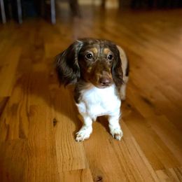 Willow - Dachshund