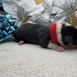 Kingston - Black and tan male Pembroke Welsh Corgi puppy in Ruidoso, New Mexico from Ruidoso's Crowned Companions