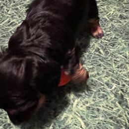 Dachshund Puppies from Crystals Little Doxies