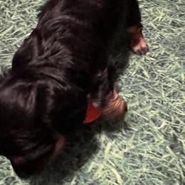 Dachshund Puppies from Crystals Little Doxies