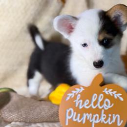 Oreo - Black and tan female Pembroke Welsh Corgi puppy in Millersville, Maryland from Pembroke’s by the bay