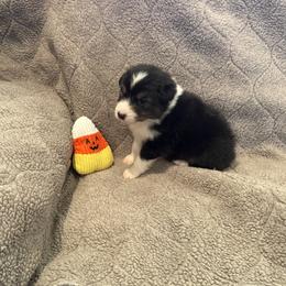 Australian Shepherd Puppies from Westwood Australian Shepherds