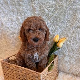 Austin - Apricot male Goldendoodle puppy in Bucyrus, Missouri from Hill Top Pomskies