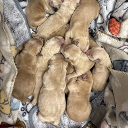 Girl 2 - Golden female Golden Retriever puppy in Joliet, Illinois from Breezewood Kennel