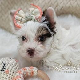 Collette - Chocolate, tan and white female Yorkshire Terrier puppy in Austin, Texas from Rhine Valley Yorkies