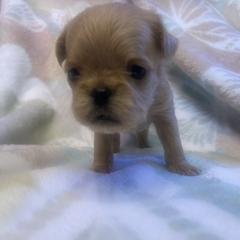 Brussels Griffon Puppies from Shelly's Brussels Griffons