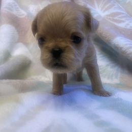 Brussels Griffon Puppies from Shelly's Brussels Griffons