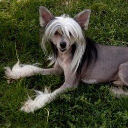 Chinese Crested, Ibizan Hound, and Saluki All Grown Up from Castlecove