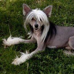 Chinese Crested, Ibizan Hound, and Saluki All Grown Up from Castlecove