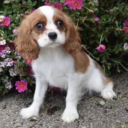 Dalton - Blenheim male Cavalier King Charles Spaniel puppy in Lula, Georgia from Cavaliers by Crumley