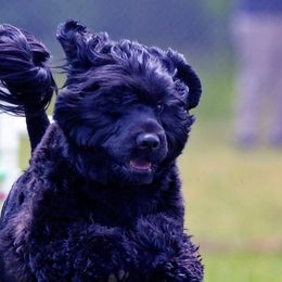 Portuguese Water Dogs from Coves End