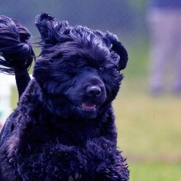 Portuguese Water Dogs from Coves End