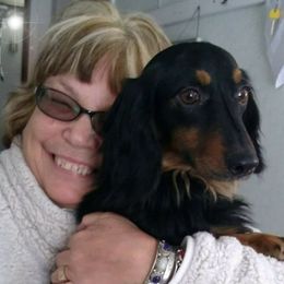 Dachshunds from Deb Woodcook's Dachshunds