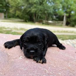 Jet - Unfurnished 800 - Black and tan female Cavapoo puppy in Wamego, Kansas from Doodles of Oz