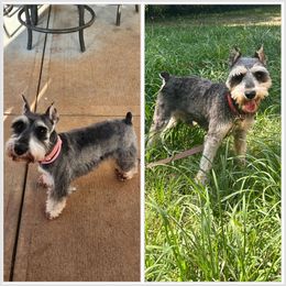Miniature Schnauzer puppies from Bobo’s Babies Kennels