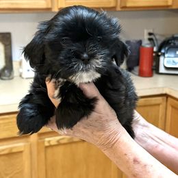 Lyndee - Black and white female Shih Tzu puppy in Tallahassee, Florida from Bows and Bow Ties