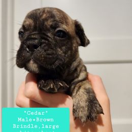 Cedar - Brindle French Bulldog puppy in Vanderbilt, Michigan from The French Tribe