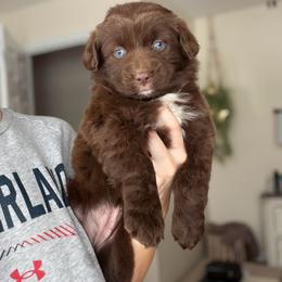 Clarice - Red tri-color female Australian Shepherd puppy in Tyner, Kentucky from Lil’ Town Aussies