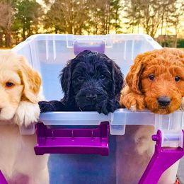 Goldendoodle Puppies from Lucky's Doodlez