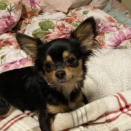Echo - Chihuahua