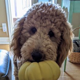 Goldendoodle Puppies from Frannie's Goldendoodle Puppies